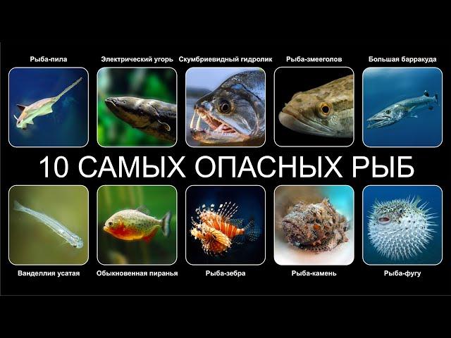 Топ 10 САМЫХ ОПАСНЫХ РЫБ