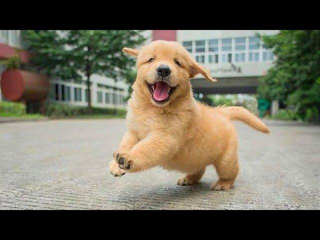 FUNNY PUPPIES that will make you LAUGH  Funny Animals Videos 2024