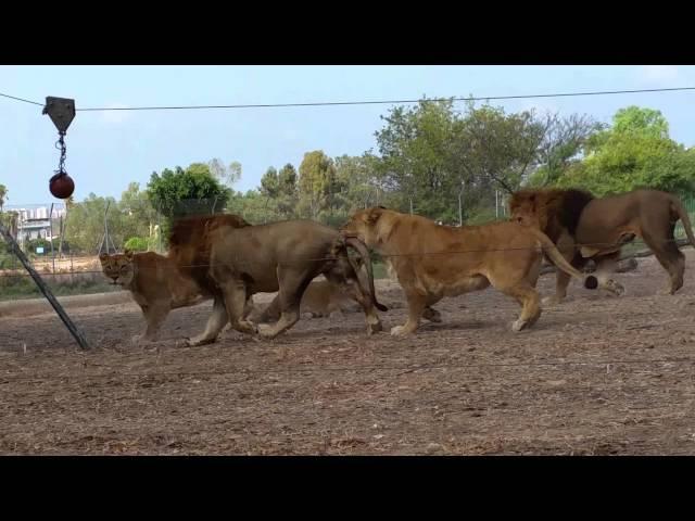 אריות בספארי משחקים בכדור באולינג. צילום: אלעד הרשקוביץ