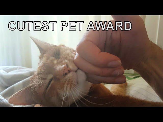 Alvi cat : cutest pet award