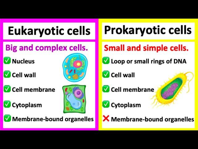 EUKARYOTIC CELLS vs PROKARYOTIC CELLS | What's the difference?