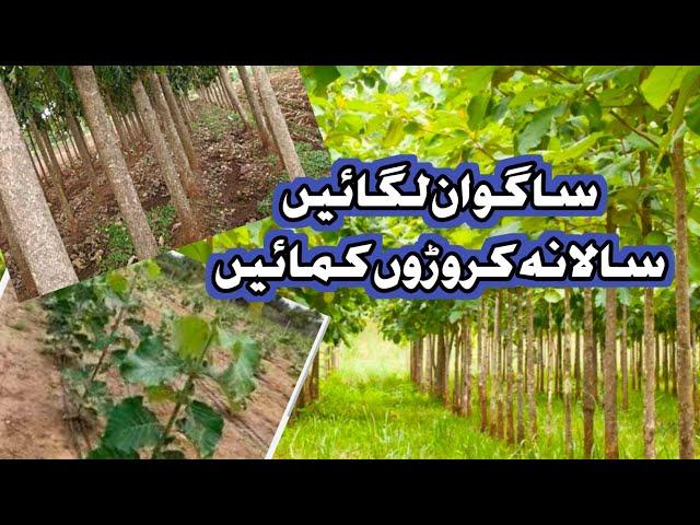 Sagwan Tree Farming Punjab Pakistan