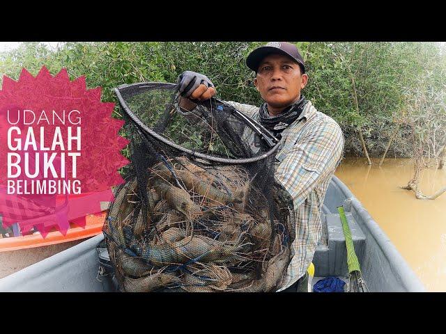 Rezeki Udang Galah Bukit Belimbing | Memancing Udang Galah #prawnfishing