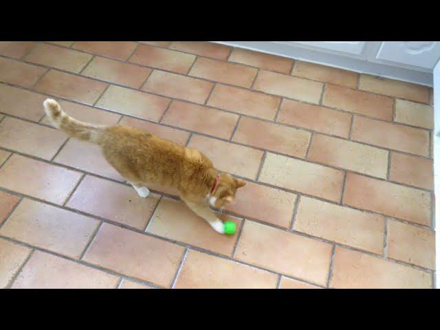 Cat playing with 3D printed treat ball