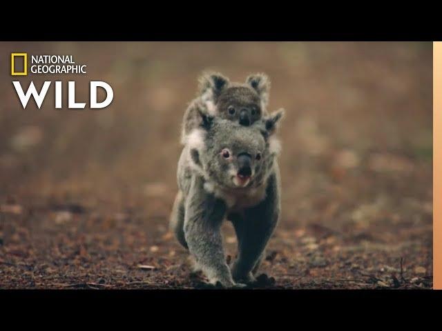 Koalas 101 | Nat Geo Wild