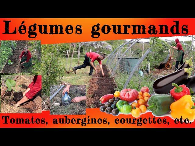 Légumes gourmands. Tomates, aubergines, courgettes, etc.