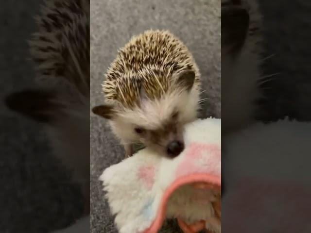 Hedgehog Rocky Balboa