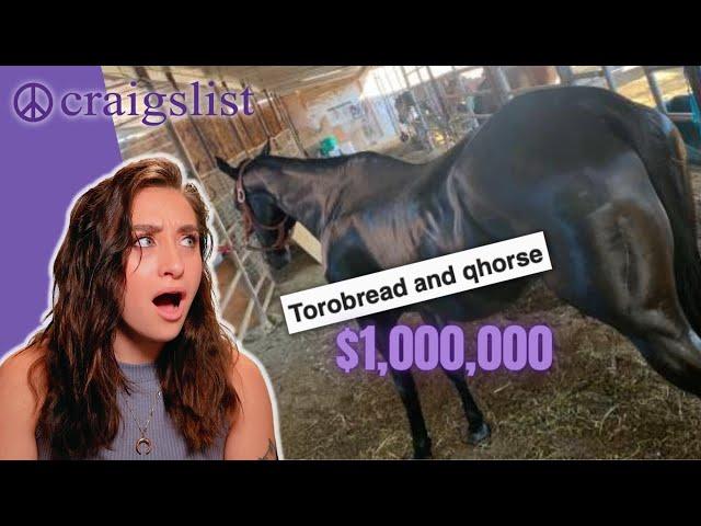 CRAIGSLIST HORSE ADS: Torobread qhorse