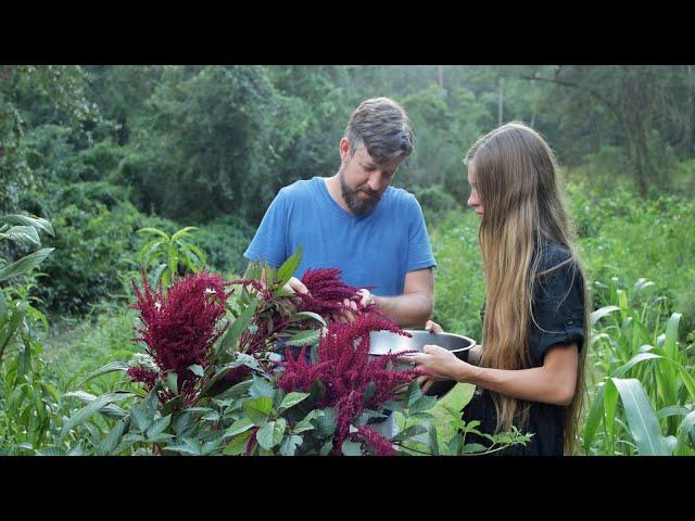 Harvesting Amaranth Seeds - Simple Seed Saving from a Wonderful Crop