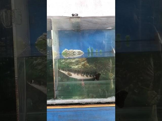 Ikan Gabus dalam Aquarium#shorts