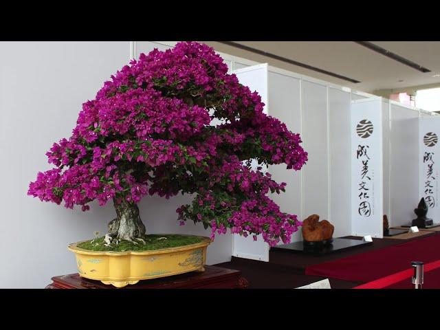 Flowering Bonsai inspiration