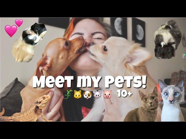 MEET MY PETS! 