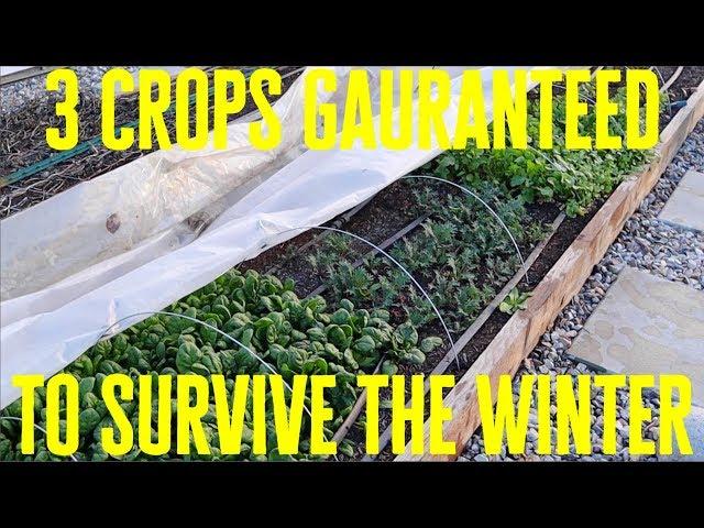 3 Crops Guaranteed to Survive the Winter