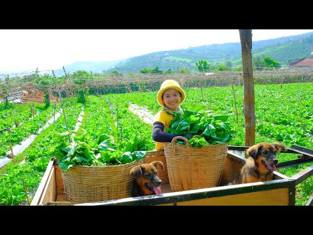 Harvesting Mustard Greens & Goes to Market Sell - Install the Light Bulb, Cooking, Farm | Tieu Lien