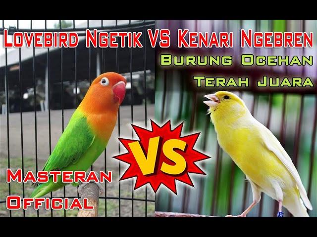 Masteran Lovebird Ngetik VS Kenari Ngebren Untuk Burung Ocehan Terah Juara