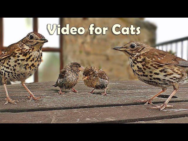 Videos for Cats and People to Watch : Song Thrush and Sparrows NEW 8 HOURS 