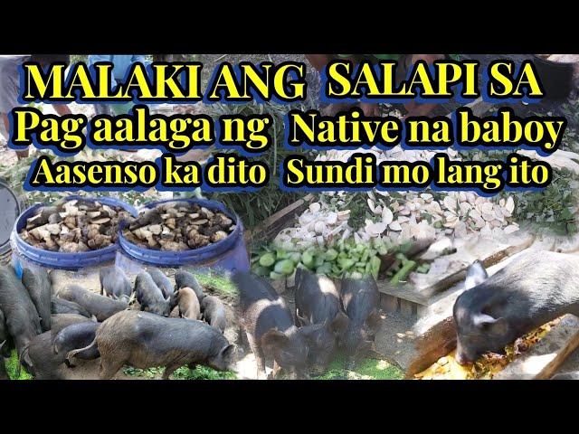 MALAKI ang SALAPI sa pag AALAGA ng NATIVE na BABOY. . Sundin Mo lang ito AASENSO Kadito | kafarmers