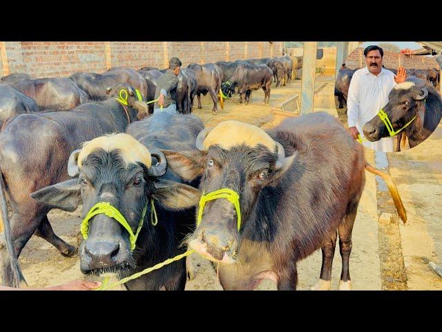 VIP Important Pure Nali Gabbon Jhotian | Biggest udder super nali ravi buffaloes| Murrah Buffalo