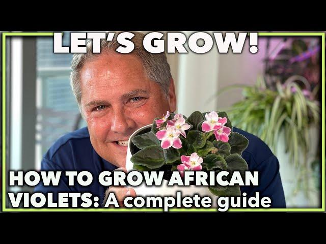 AFRICAN VIOLETS THE COMPLETE GUIDE