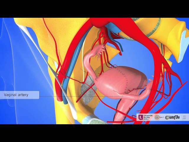 The female pelvic organs: pelvic vascularisation