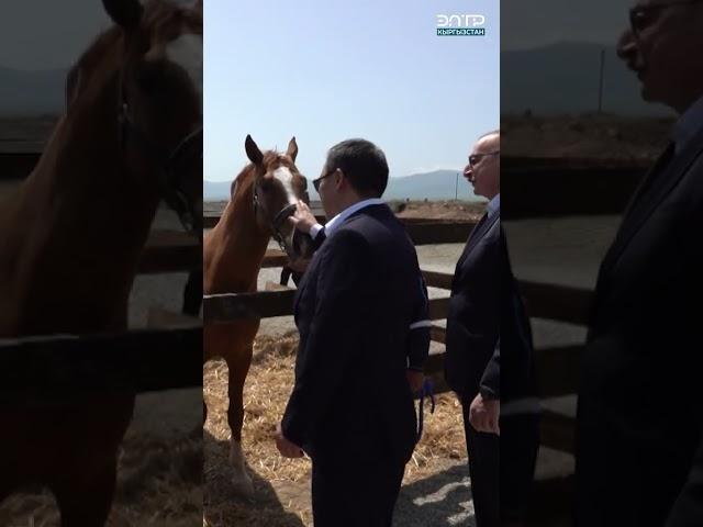 ЭТО МОЙ ПОДАРОК ВАМ! И. АЛИЕВ ПОДАРИЛ С. ЖАПАРОВУ КАРАБАХСКОГО СКАКУНА