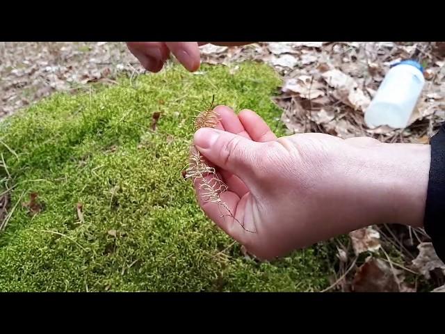 How to identify red-stemmed feather moss (Pleurozium schreberi) in the field