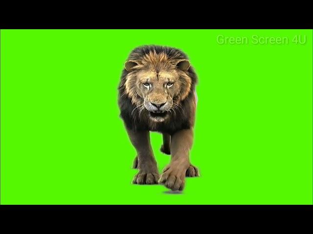 Lion walk green screen nocopyright