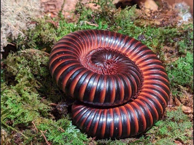 Giant African Millipede: Pros, Cons and Care Guide