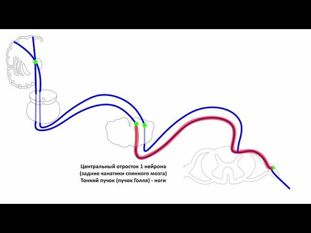 Путь сознательной проприоцептивной и тактильной чувствительности.