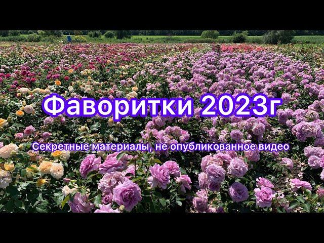 Фаворитки роз 2023 г.Секретный материал)