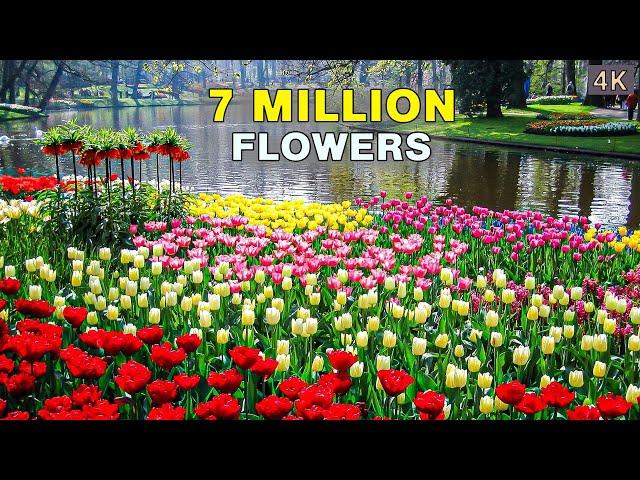 The World's Biggest Flower Garden | 4K Walk in Keukenhof Netherlands 