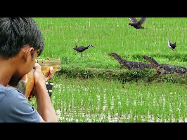 BERBURU BIAWAK JUMBO DAN NYANGGONG BURUNG SAWAH‼️