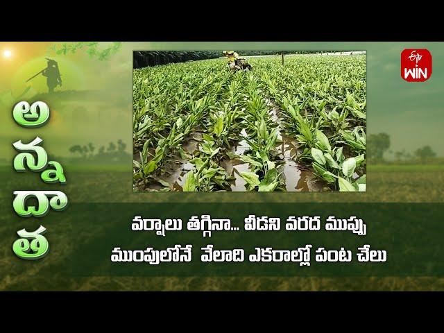 Paddy fields in flood water for more than 5days in Guntur | Etv