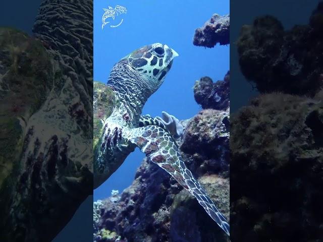 The hawksbill turtle and the green turtle are species of sea turtles found in the Great Barrier Reef