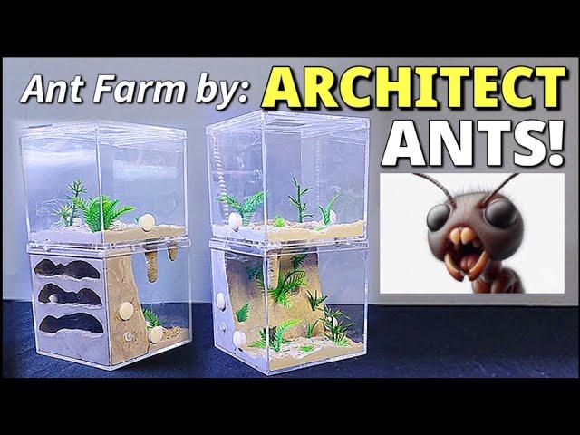 MOVING a COLONY to ANT FARM that they DESIGNED! | D colony