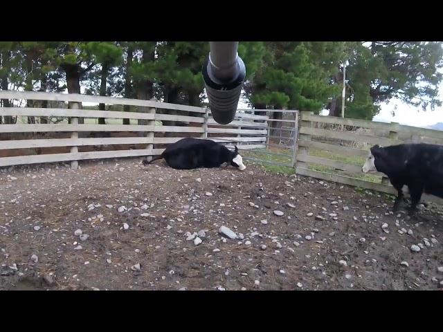 Cattle shot with a .22LR