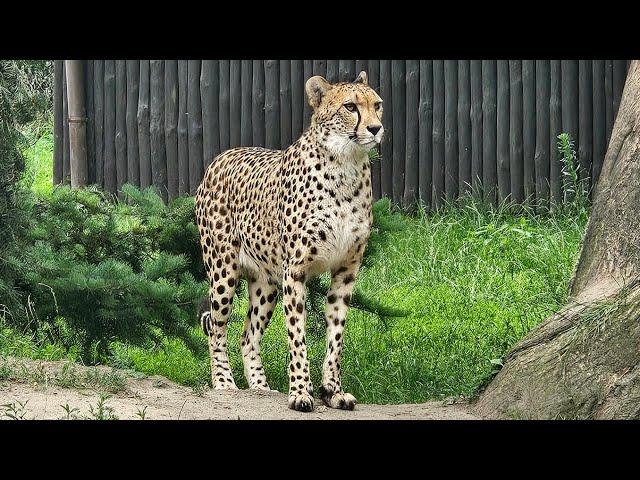 A visit to the City Zoological Garden in Warsaw, Warsaw Zoo, June 2024