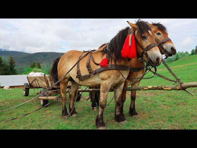 The transition of sheep to the highlands. Hutsuliki horses help to transport inventory