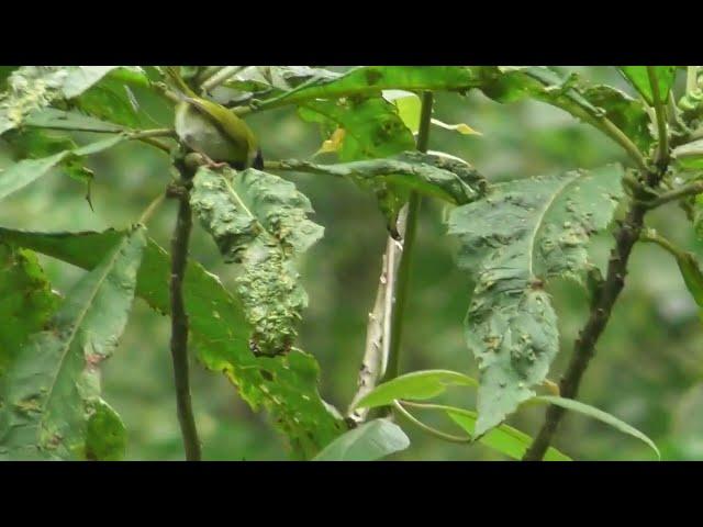 Mountain Masked Apalis - a native bird to the Albertine Rift montane forests