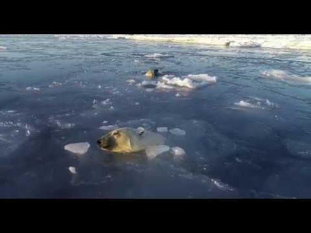 Polar Bears Hunt a Drone from Under the Ice || ViralHog