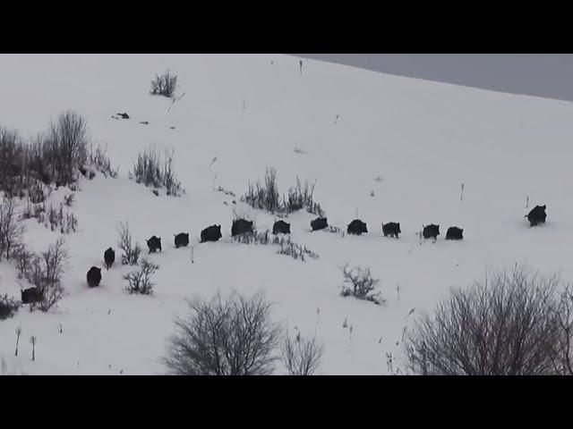 Dev Azılı Yaban Domuzu Avı / Giant Fierce Boar Hunt