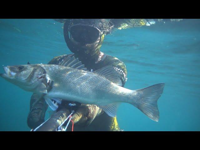 #Spigole e #cefali d'inizio anno #pescasub #spearfishing #fishing #underwater