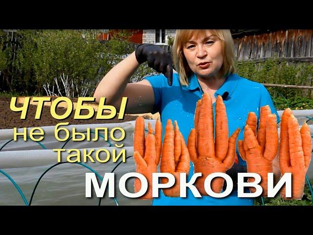 КАК ИЗБЕЖАТЬ УРОДЛИВОЙ МОРКОВИ! Советы от ЗЕЛЕНОГО ОГОРОДА!