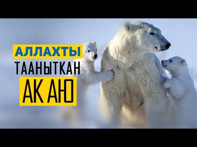 Аллахты тааныткан ак аю!