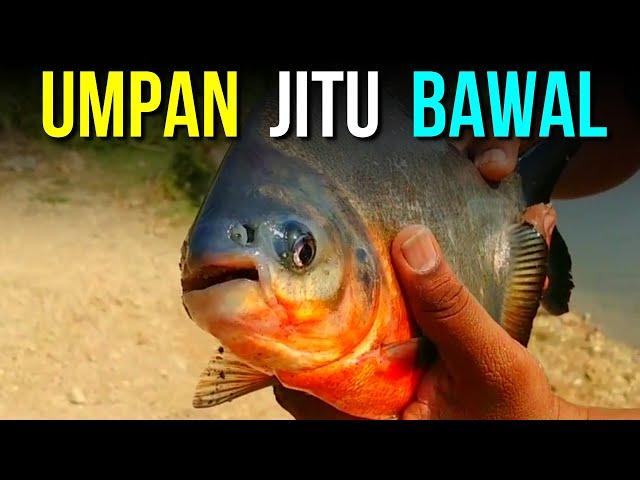 Umpan Ikan Bawal Paling jitu dan Ampuh