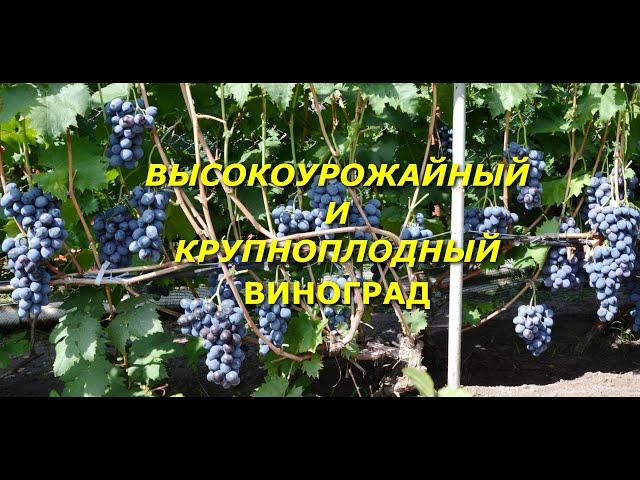 Высокоурожайный и крупноплодный виноград