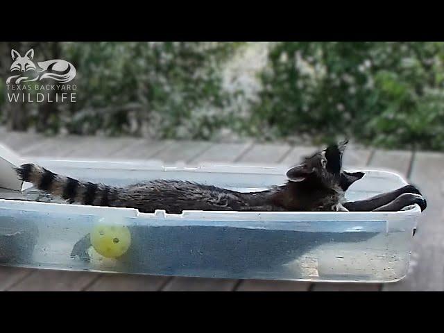 Lion Tail: The world's sweetest raccoon | Texas Backyard Wildlife