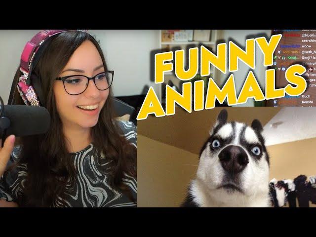 Bunny REACTS to (IMPOSSIBLE) TNTL - FUNNY ANIMAL COMPILATION!