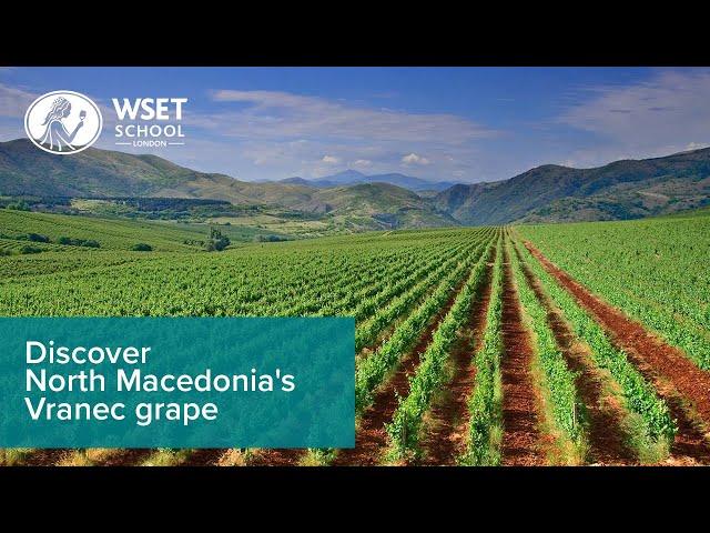 Discover North Macedonia's Vranec grape with Zvonko Herceg