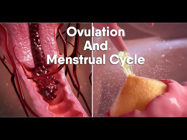 ovulation and menstrual cycle often called period|medical animationDandelionTeam #ovulation #period